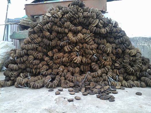 BHOGI DANDALU