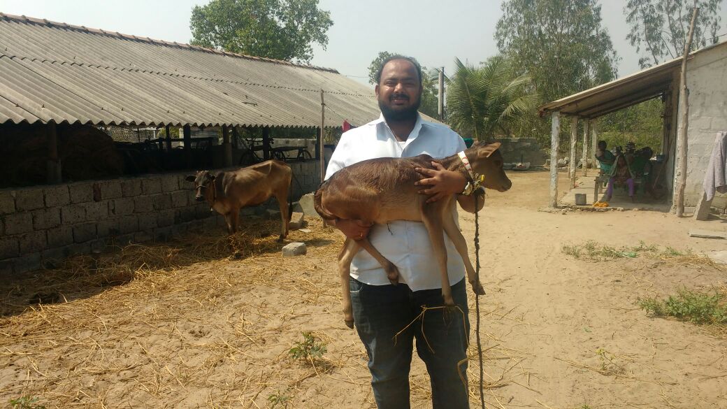 SMALLEST KAPILA BREED COW